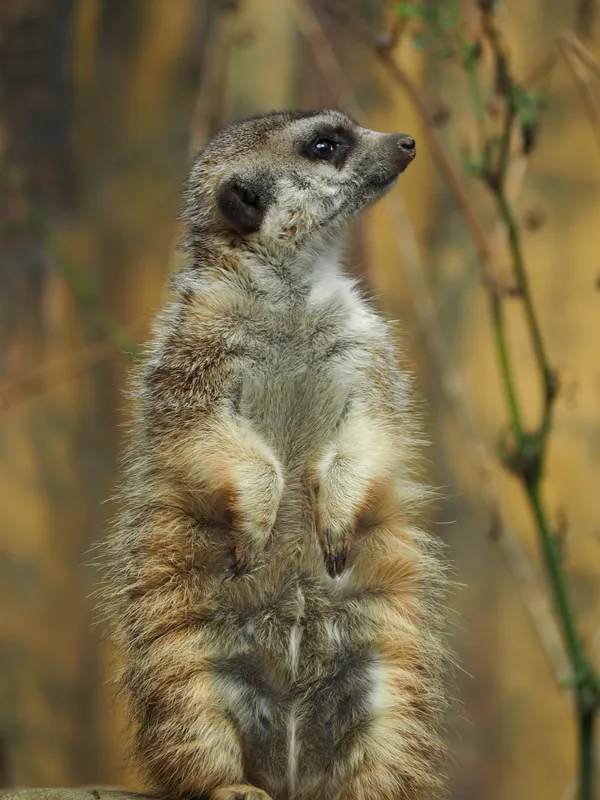 Standing mongoose thumbnail