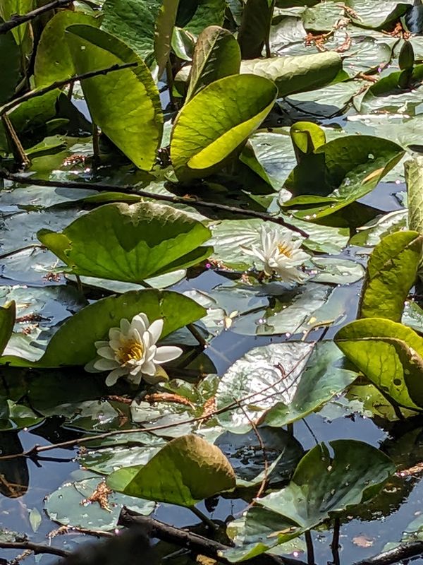 A white lotus in Friern Barnet. thumbnail