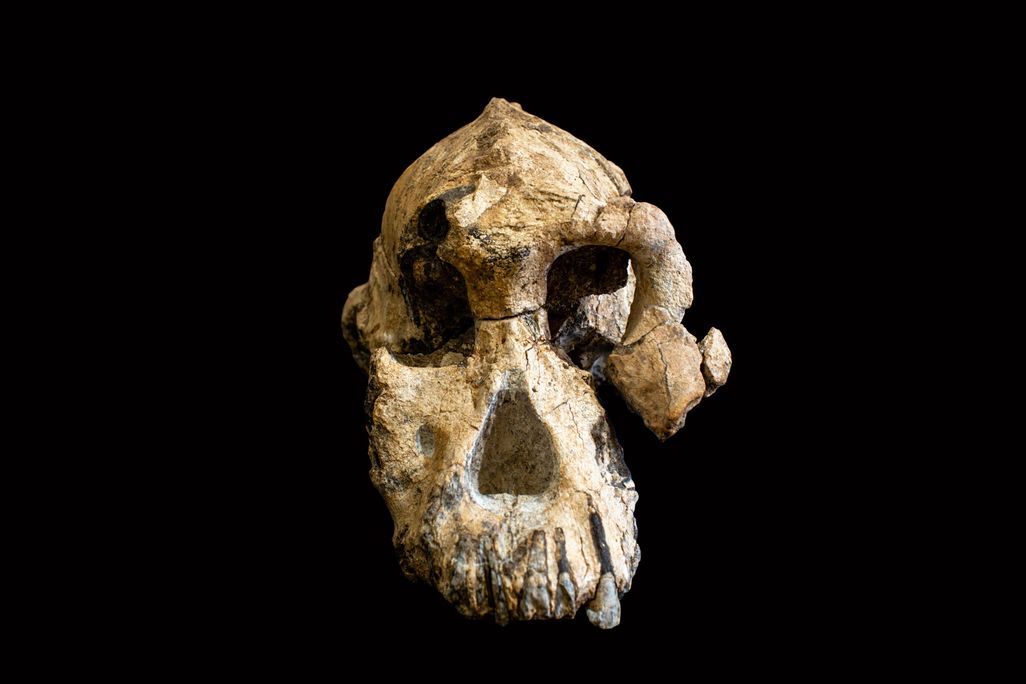 Hominin Skull