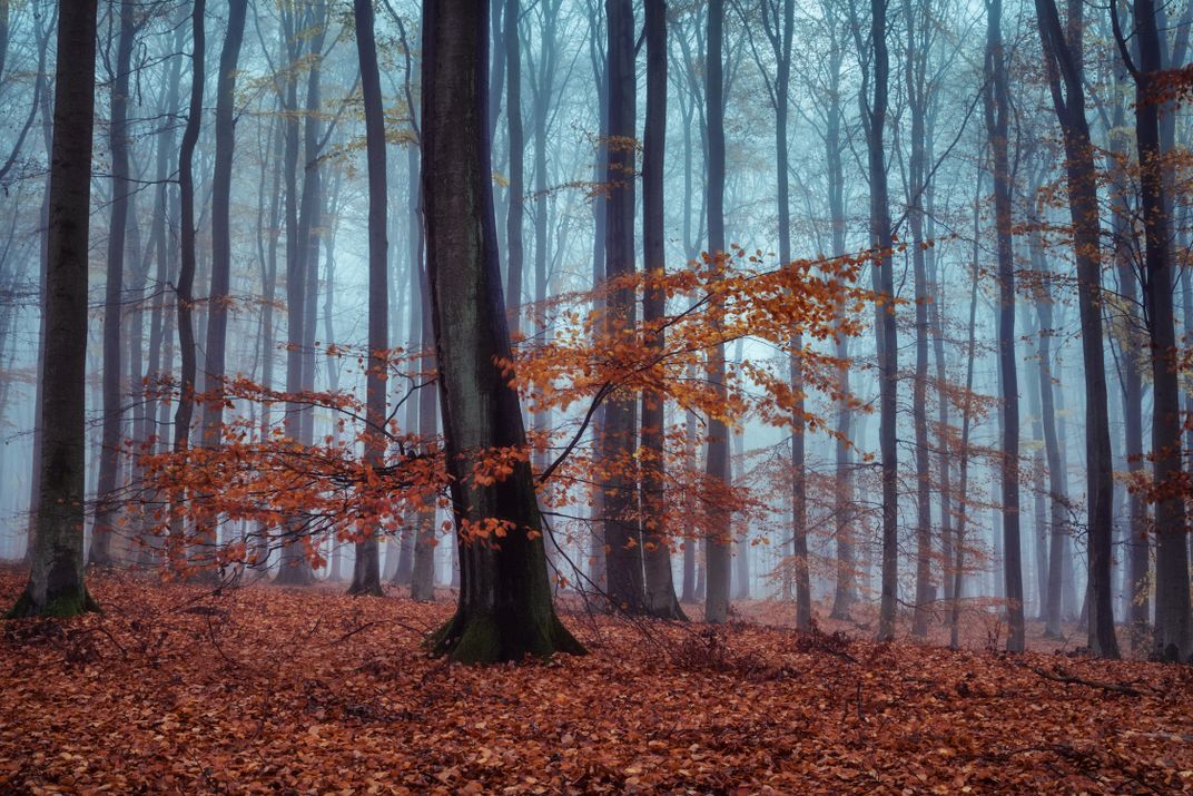 Early Morning in the Beech Grove Smithsonian Photo Contest