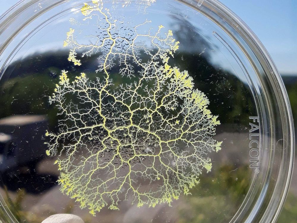 Lecture 24 Slime Molds