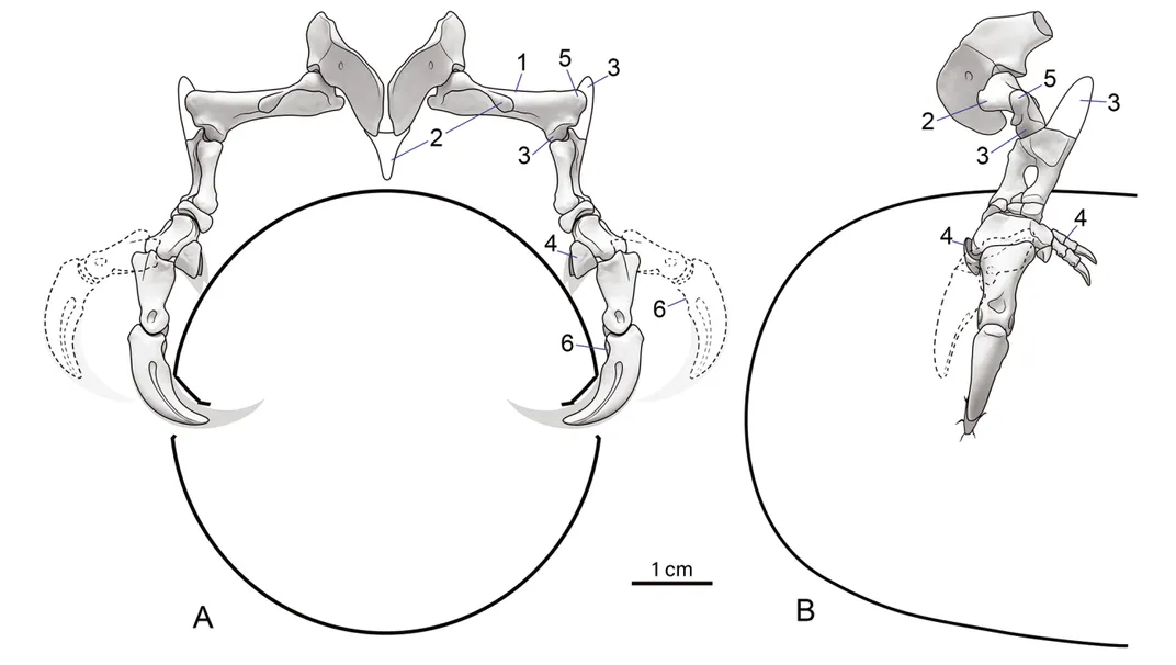 illustrations of Manipulonyx limbs