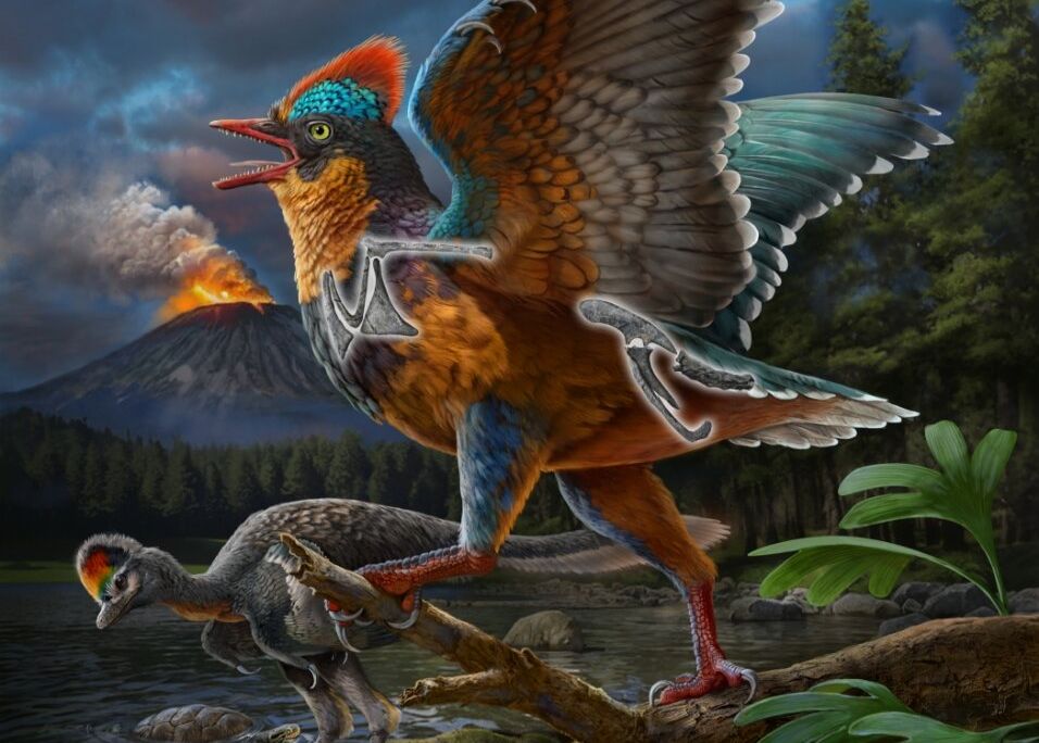An artistic representation of the colorful Baminornis zhenghensis in front of a volcano
