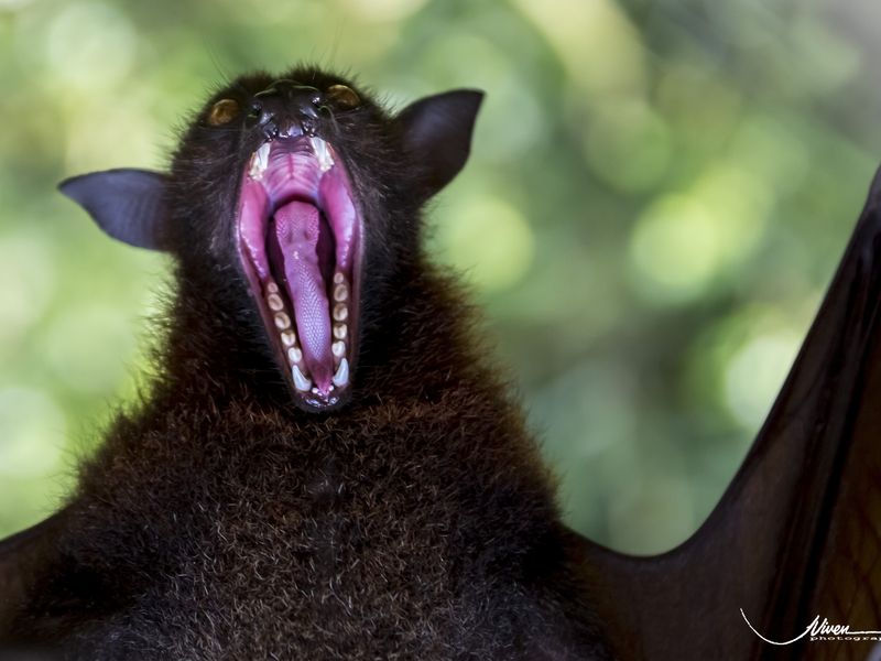 An asian fruit eating bat yawn after eating. Flipped upside down for