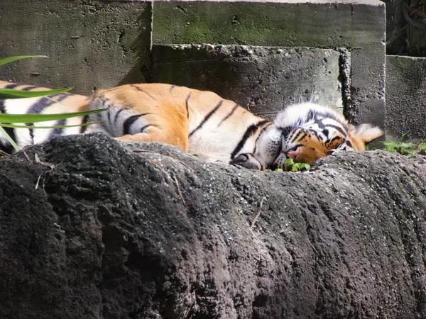Resting Tiger thumbnail