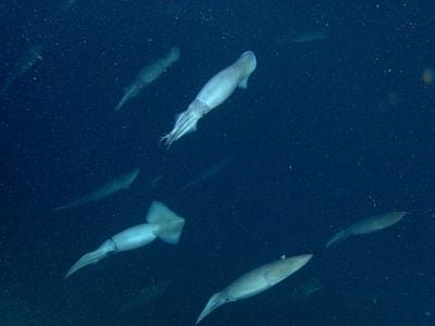A group of Humboldt squid swim in formation about 200 meters below the surface of Monterey Bay