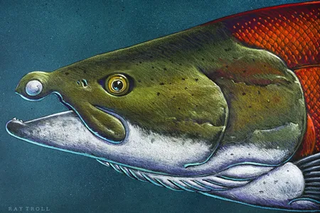 This illustration shows how the two-inch-long, curved teeth may have protruded from the extinct salmon&#39;s face.
