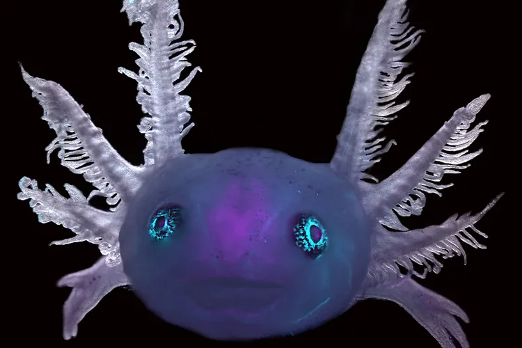 A purple axolotl face