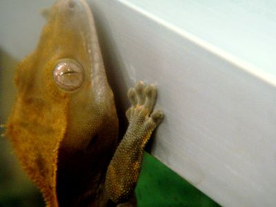 This picture shows a crested gecko, Rhacodactylus ciliatus, climbing up the vertical side of a terrarium