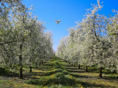 A drone overflies a cherry orchard in Denmark