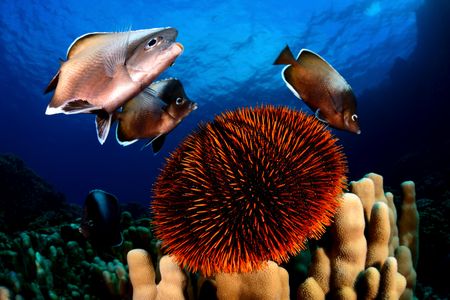 Easter Island is home to at least 142 endemic species, including the Easter Island butterfly fish.