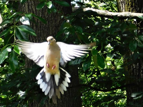 Mourning Dove in flight thumbnail