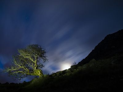 A hawthorn tree in the moonlight