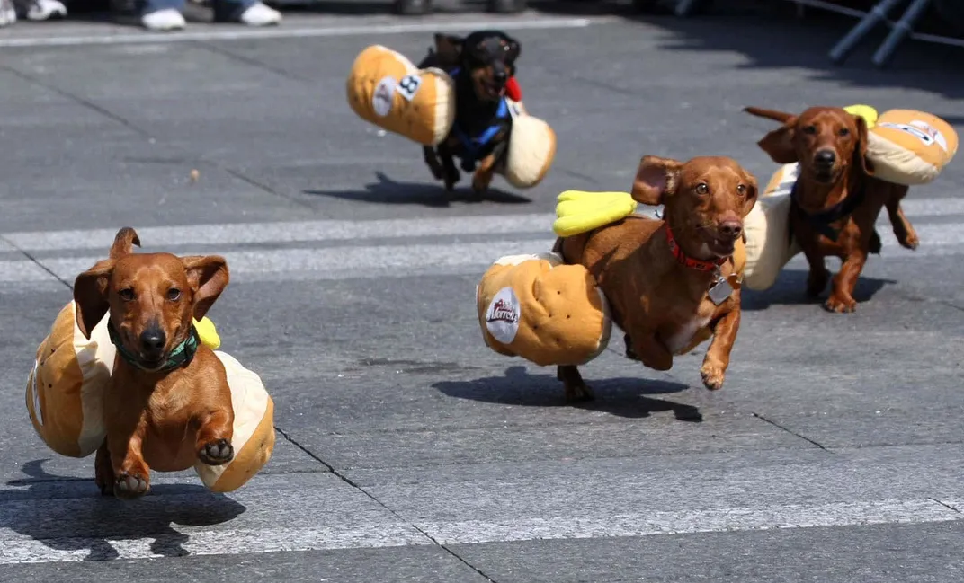 Dogs take part in the Running of the Wieners in Cincinnati,Ohio