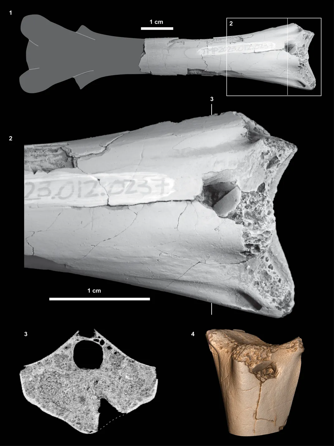 close-up views of the fossil