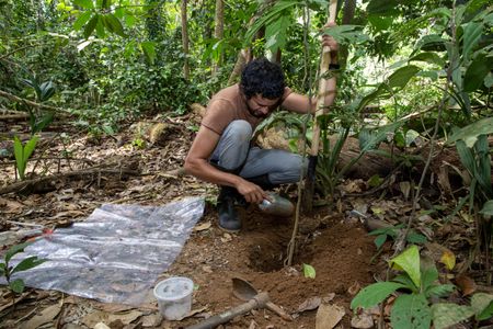 Dumas digging up a nest of Ectatomma ruidum. Photo credit: Jorge Alemán, Smithsonian Tropical Research Institute.