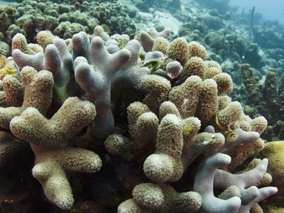 Finger coral's fatness and indiscretion when it comes to algal partners gives it an edge in warming waters.  