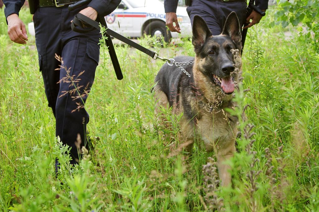 police with dog