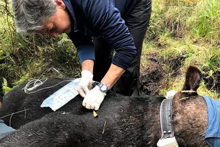 When animals are anesthetized, veterinarians cover their eyes to minimize visual stimulation. In this picture, veterinary technician Lisa Ware is administering fluids to help ensure a smooth recovery from anesthesia.