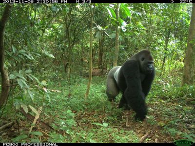 Cross River gorilla photographed by a camera trap