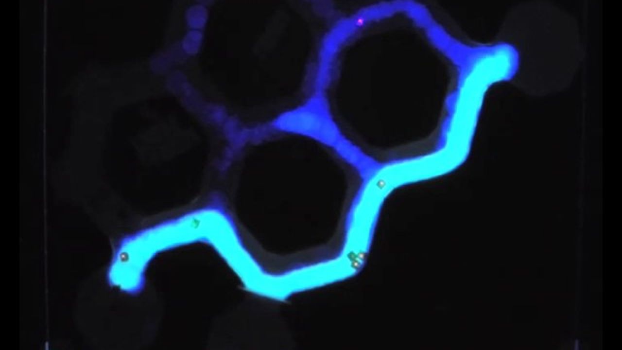 Preview thumbnail for Robotic Ants Mimic Navigation of Argentine Ants