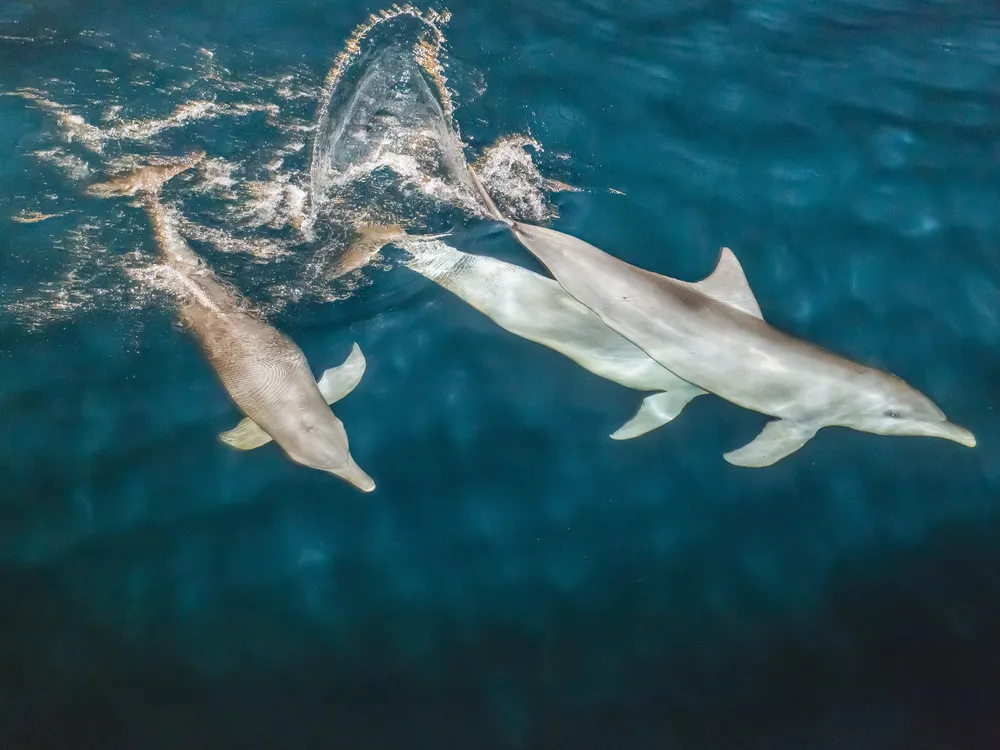 Aerial view of three swimming dolphins