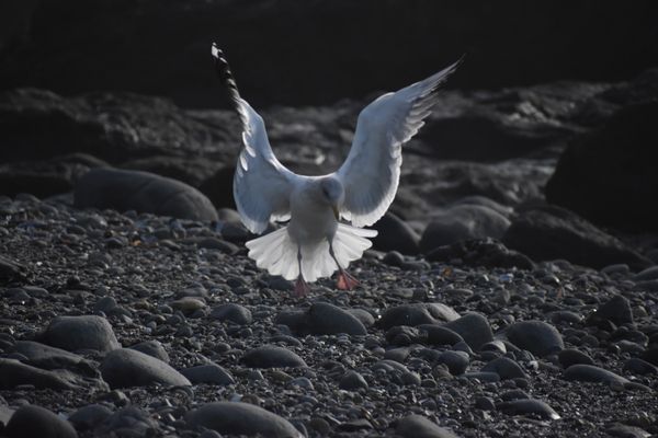 Bird landing on rocky Oregon shore thumbnail