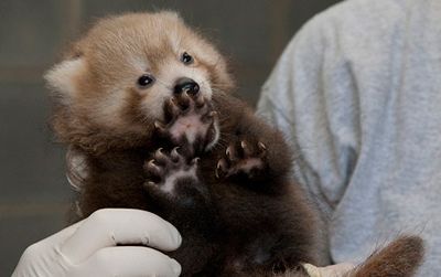 The adorable red panda cub