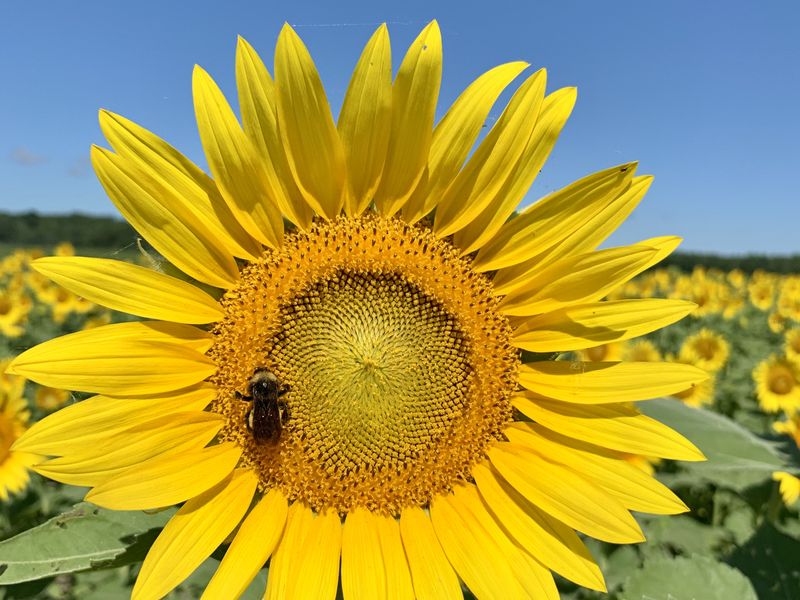 Sunflower Fields at Columbia Bottoms MO | Smithsonian Photo Contest ...