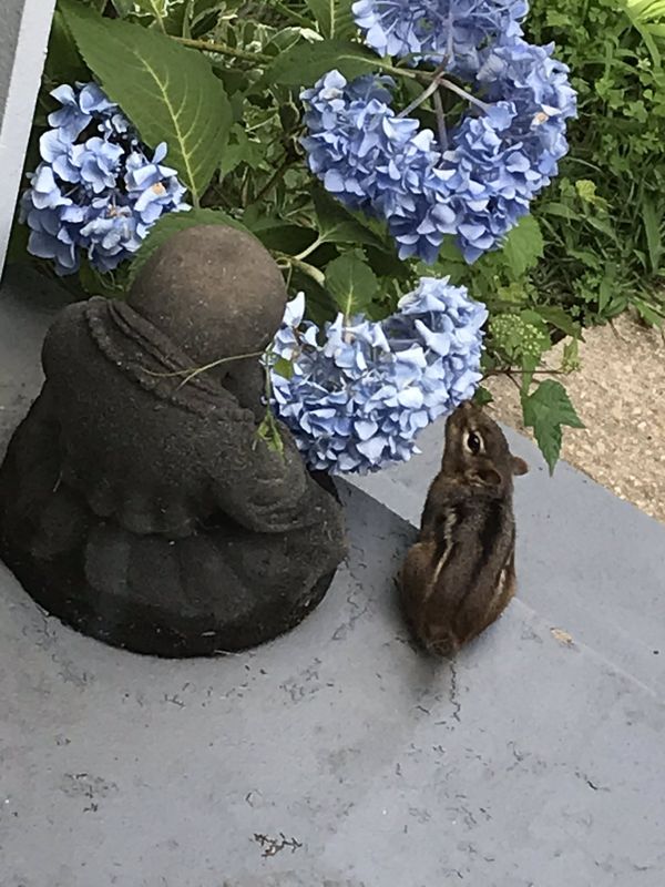 Chip, Buddha and the Blue Hydrangea thumbnail