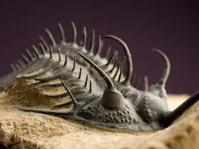 A diverse array of trilobites ruled the seas for almost 300 million years, until they vanished at the end of the Permian period.