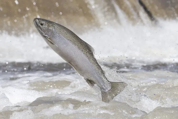 Leaping fish thumbnail