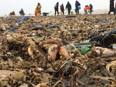 Storm Emma has caused one of the UK's largest mass strandings of sea critters along the North Sea coast. 