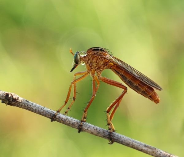 An Assassin/Robber Fly sitting on a branch--fly has water droplets on it. thumbnail