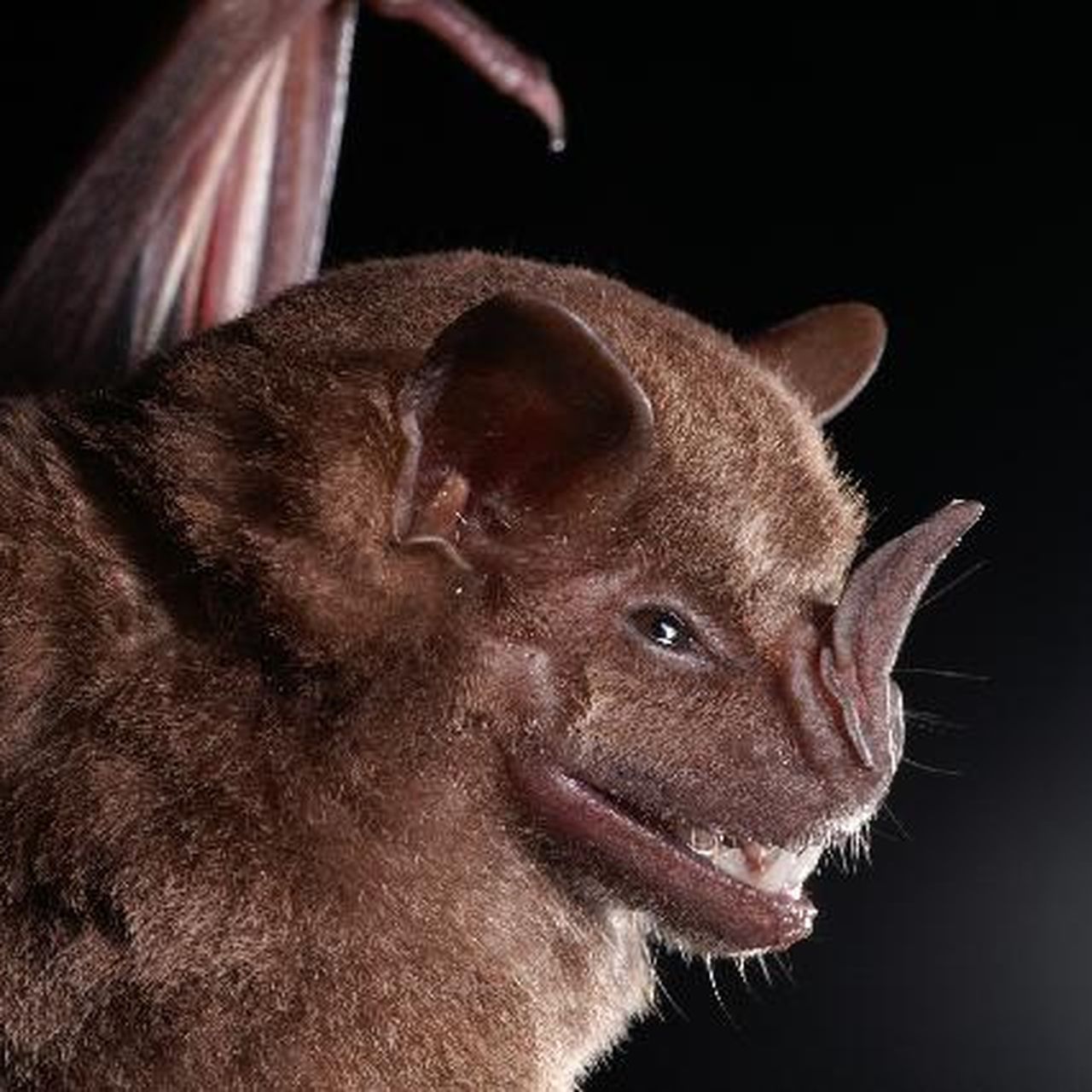 Was Mascara Made From Bat Poop