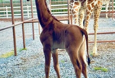 The rare all-brown giraffe was born in July.