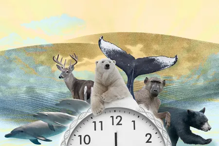 The epigenetic clock is emerging as a wildlife conservation tool.