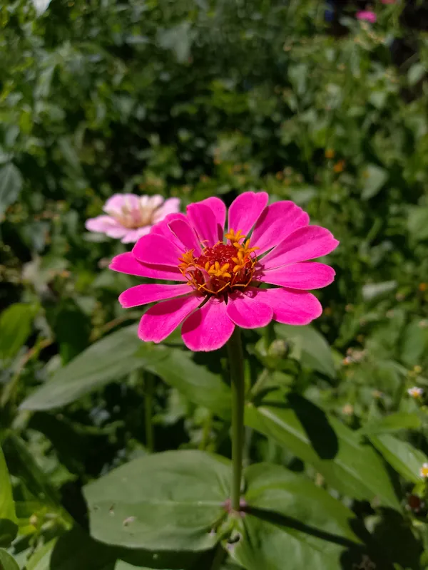 The Flower Of Our Love thumbnail