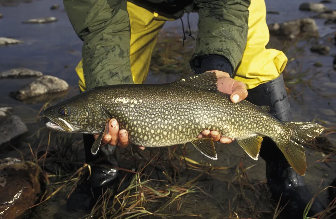 What Are North American Trout Doing in Lake Titicaca?