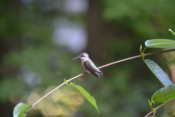 Hummingbird on Back Porch thumbnail