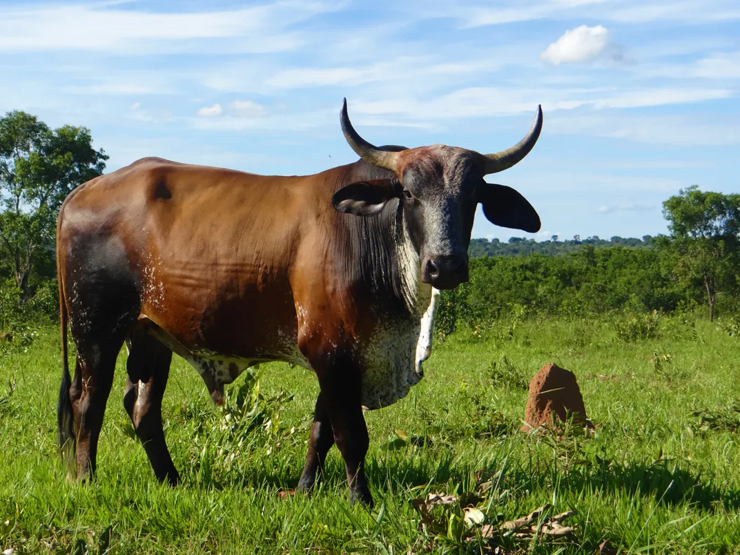 Ox | Domestic, Livestock, Bovine | Britannica