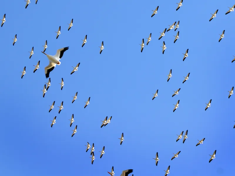 Bird flying in formation | Smithsonian Photo Contest | Smithsonian Magazine