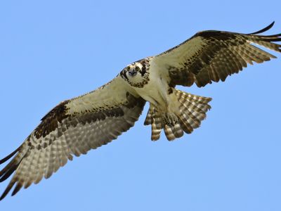 An osprey, commonly called a sea hawk.