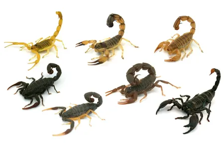 The seven species studied