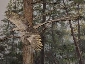 20110520083159microraptor-flying-300x225.jpg