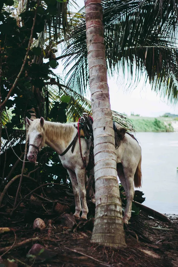 Caballo Blanco in Caribbean Paradise Scene thumbnail