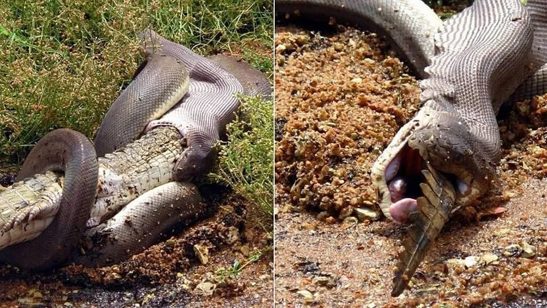 anaconda snake eating crocodile