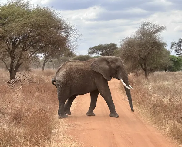 Elephant crossing in the Serengeti thumbnail