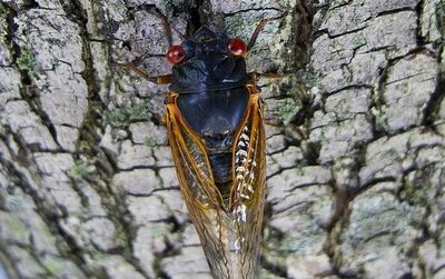This cicada is part of Brood XIX, a 13-year recurrent swarm from the southern US.