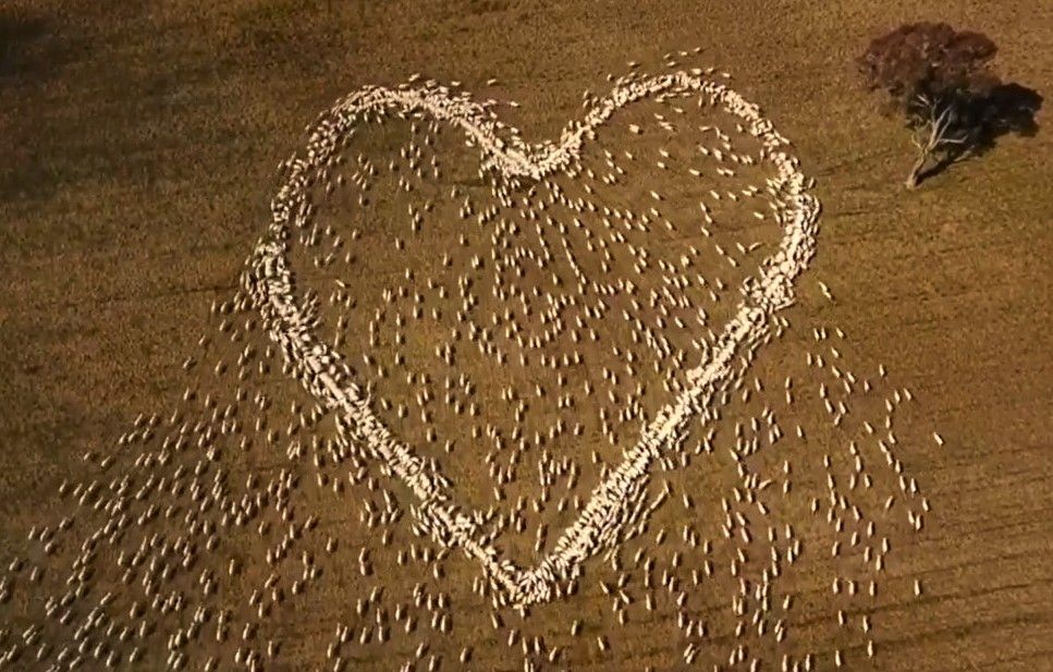 Australian Farmer Expresses Grief With 'Sheep Art' Heart ...